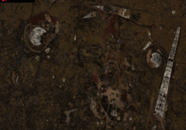 mermer-fossil-brown mermer-fossil-brown