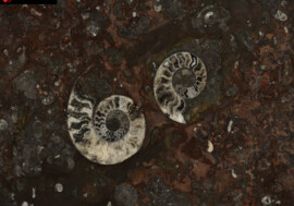 mermer-grande-fossil mermer-grande-fossil